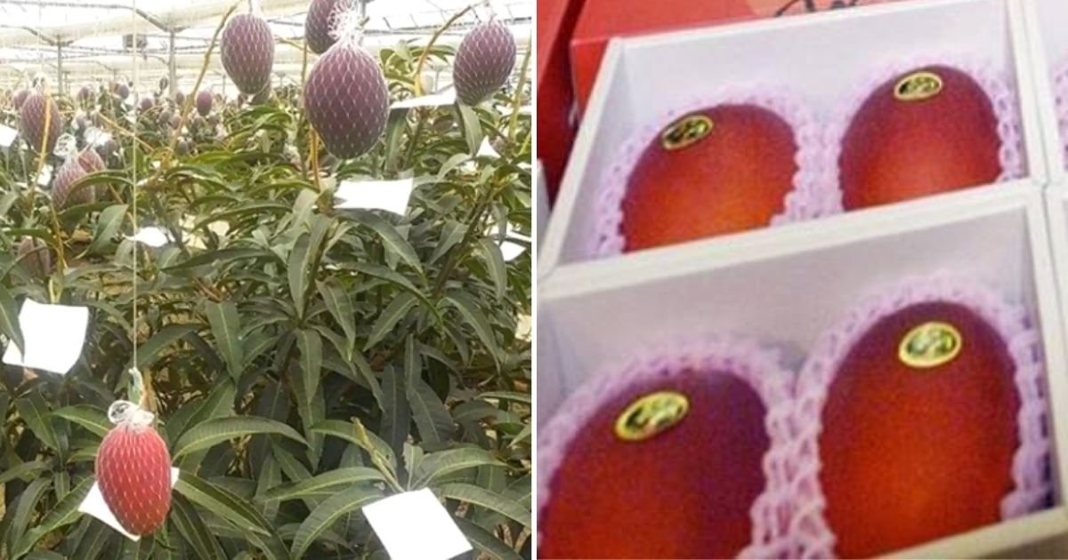 mangoes5.jpg?resize=1200,630 - Two Farmers Accidentally Grow The MOST Expensive Mango In The World