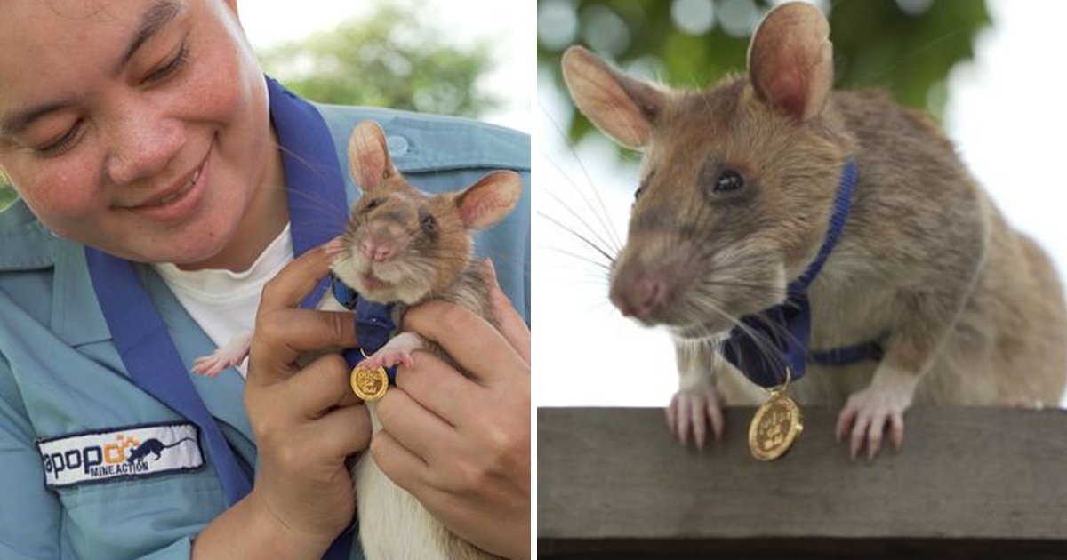 q3 9.jpg?resize=412,275 - Hero Rat Retires After Spending 5 Years Courageously Sniffing Out Landmines