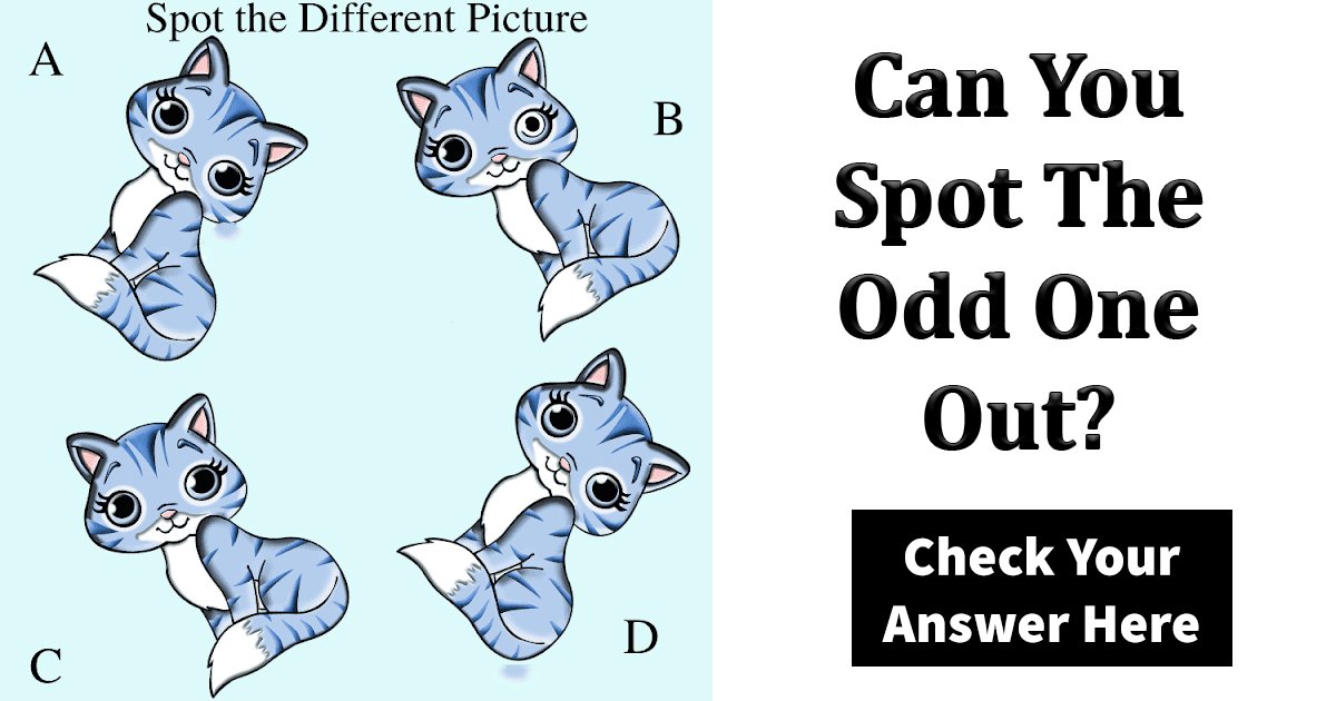 q4 18.jpg?resize=412,275 - Can You Spot The Different Cat?