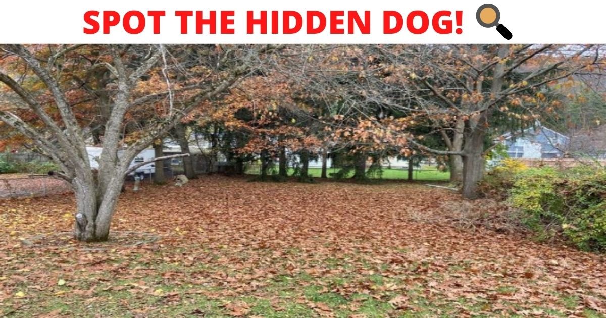 spot the hidden dog.jpg?resize=1200,630 - How Fast Can You Spot The Hidden Dog In This Photo? 95% Of People Can't See It!