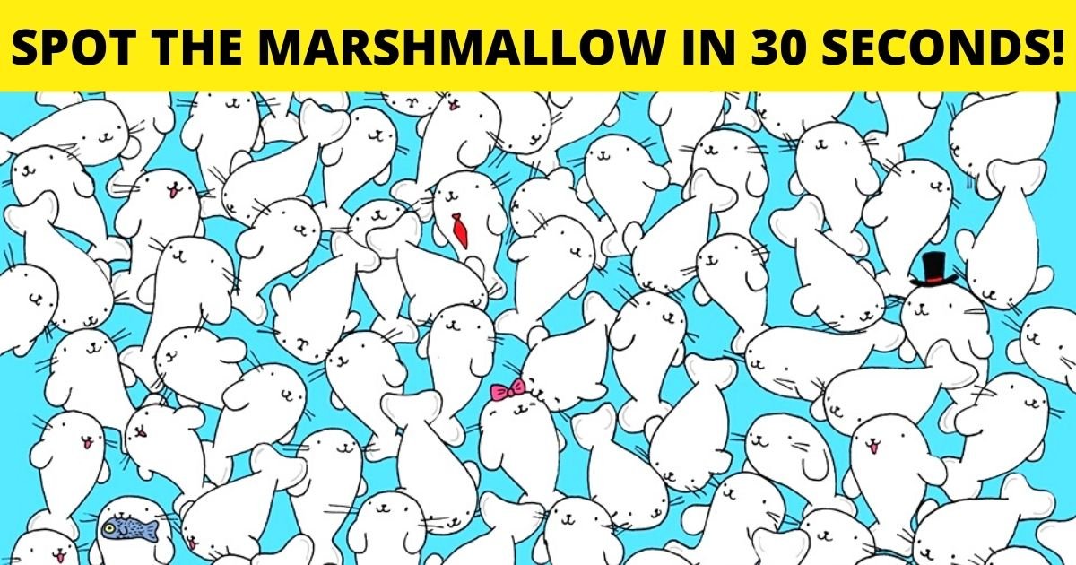 spot the marshmallow.jpg?resize=412,275 - How Fast Can You Spot The Marshmallow Hiding Among The Seals?