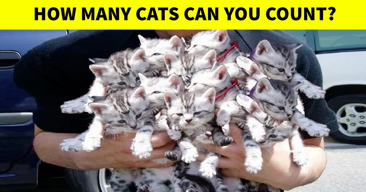 t2 38.jpg?resize=1200,630 - How Fast Can You Count The Number Of Kittens In This Picture?