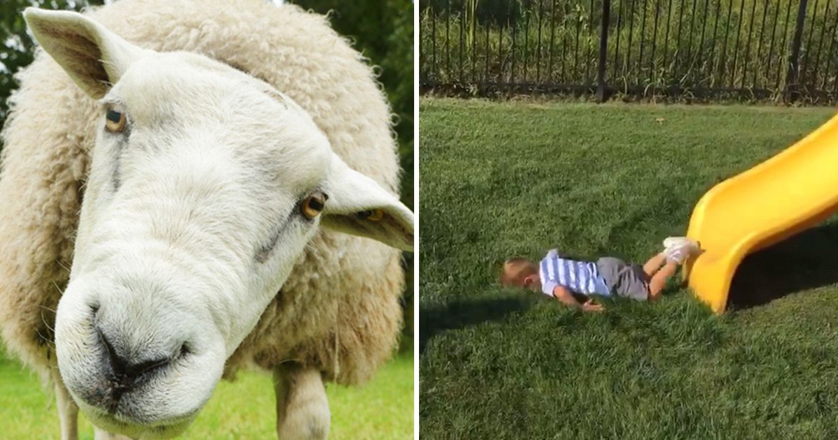 t3 45.jpg?resize=1200,630 - Angry Parent Demands Refund, Vows To Boycott Park As 2-Year-Old Son Falls In Sheep Poo