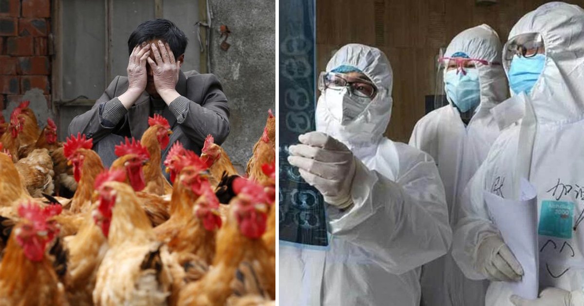 t6 31.jpg?resize=1200,630 - China Confirms FIRST Human Case Of H10N3 Bird Flu Strain In The World