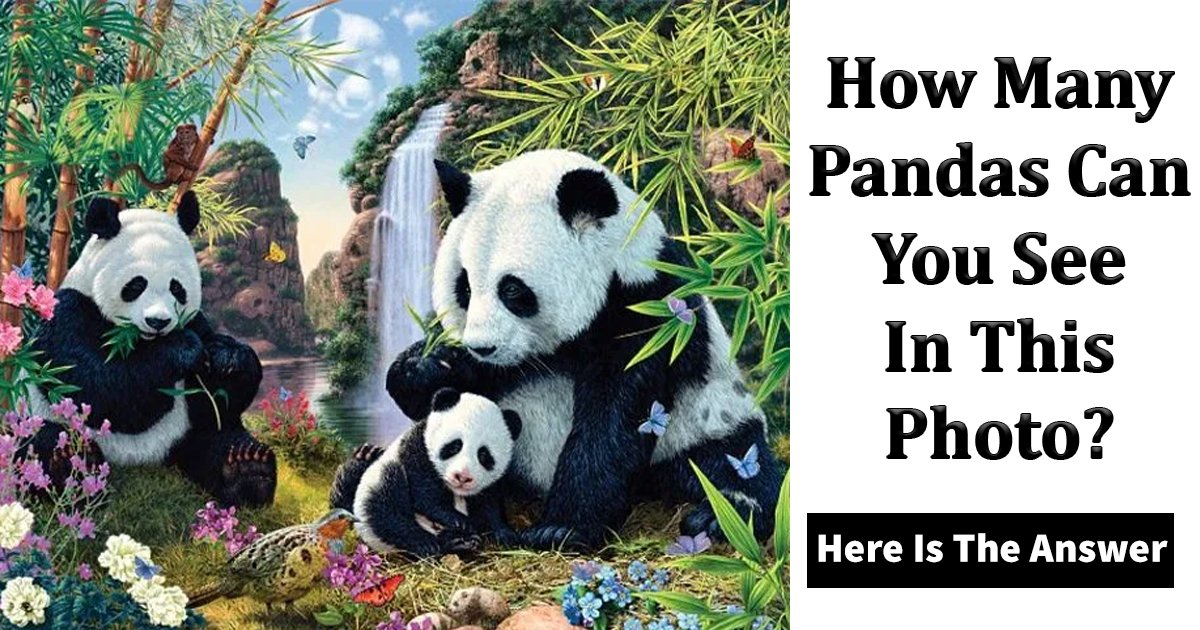 t6 35.jpg?resize=412,275 - How Many Pandas Can You Spot In This Picture?