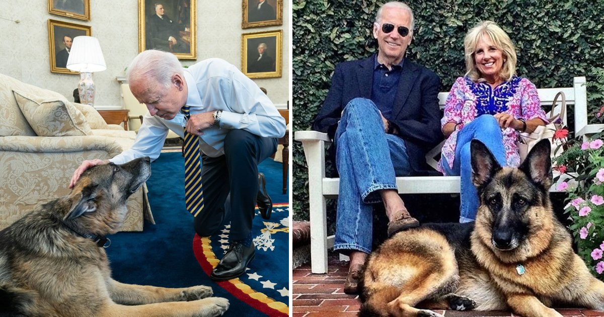t7 24.jpg?resize=1200,630 - President Biden's Beloved Pet Dog 'Champ' Dies After 13 Years Of Companionship