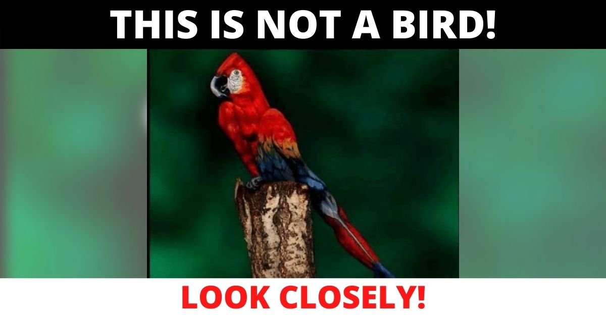 this is not a bird.jpg?resize=412,232 - Do You Know What's Hiding In This Picture? It's Definitely NOT A Bird!