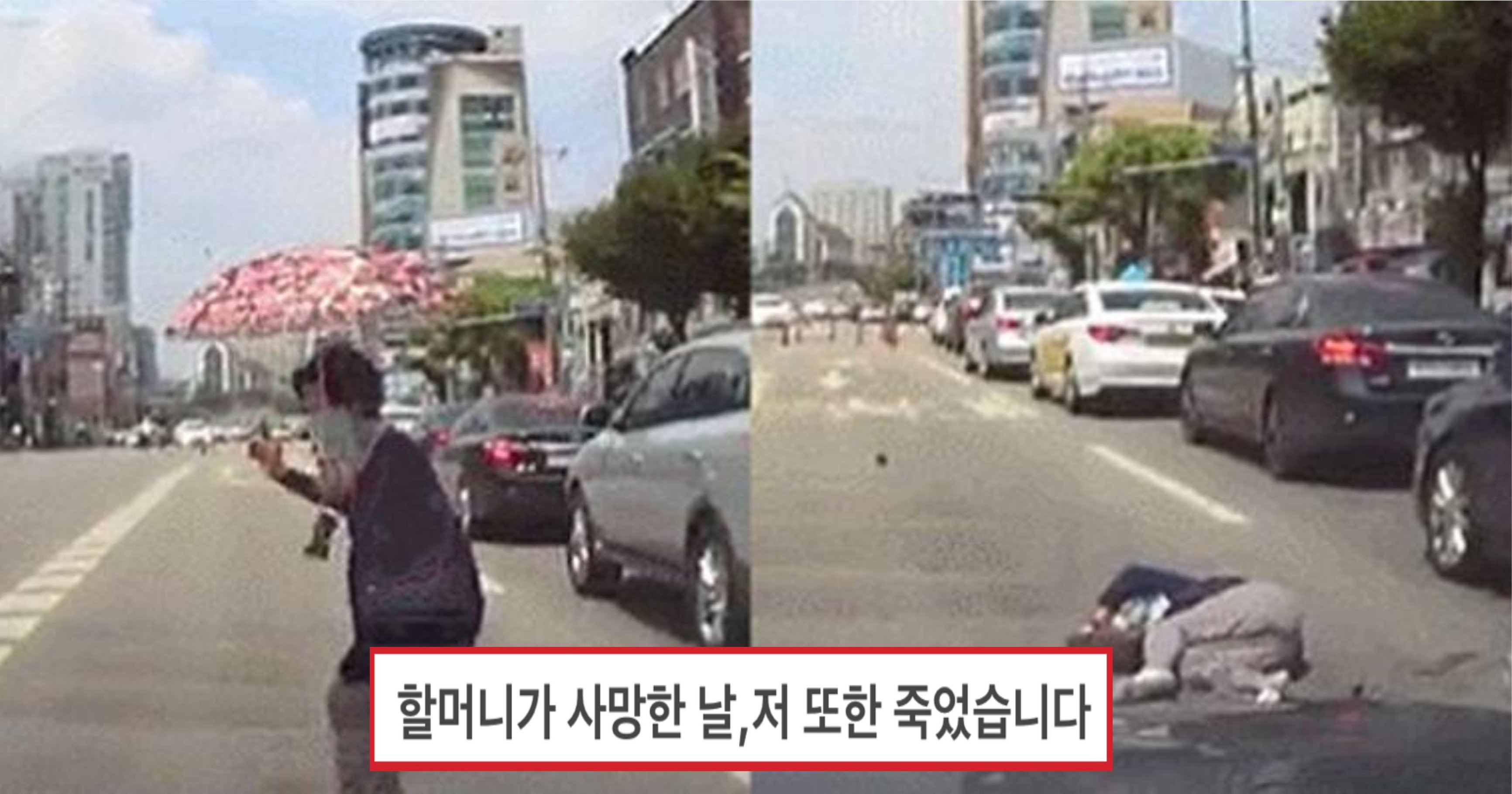 693eaec3 558a 49d6 aaf1 f72ac657a0e8.jpeg?resize=412,275 - "할머니가 사망한 날 저 또한 죽었습니다"..‘무단횡단’ 하던 할머니 들이받은 운전자가 울면서 쓴 글(+영상)