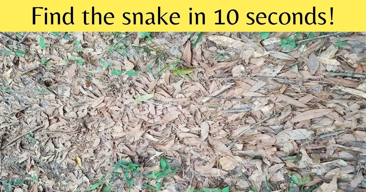 add a heading 2.jpg?resize=412,275 - Can You Find The Snake In This Picture Before It Bites? Only The Most Sharp-Eyed Viewers Can See The Animal!