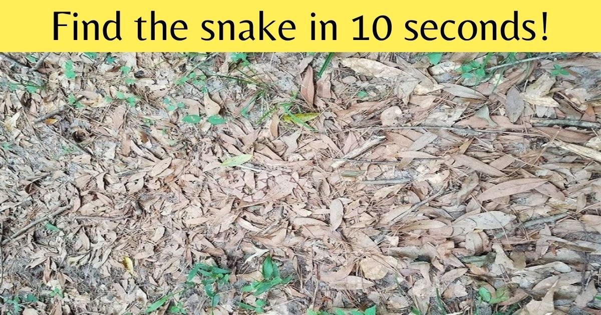 add a heading 2.jpg?resize=412,232 - Can You Find The Snake In This Picture Before It Bites? Only The Most Sharp-Eyed Viewers Can See The Animal!