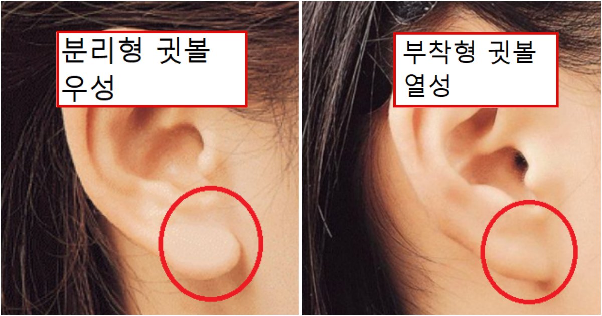 collage 540.png?fit=1024%2C538&ssl=1&strip=all - 나의 유전자가 우성인지 열성인지 1분 만에 알아보는 9가지 방법