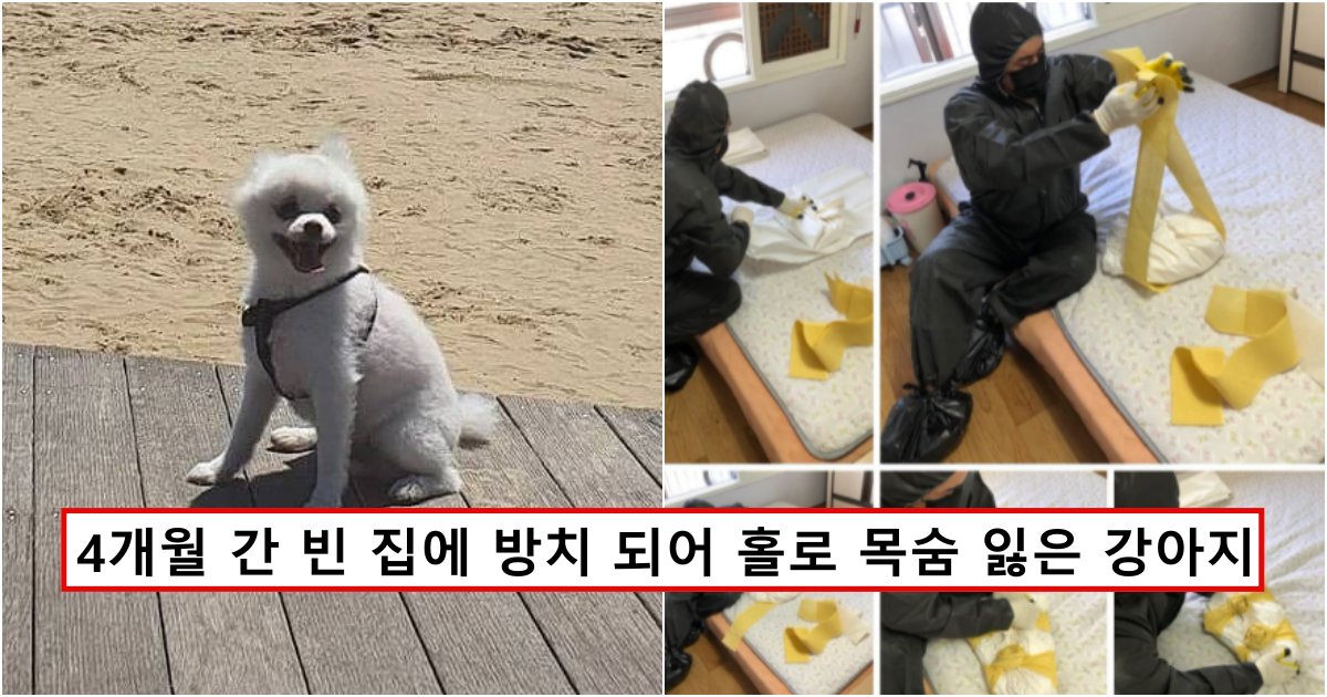 collage 709.png?resize=412,232 - 4개월 동안 아무도 없는 빈 집에 버려진 강아지가 목숨을 잃어가던 과정 (사진주의)