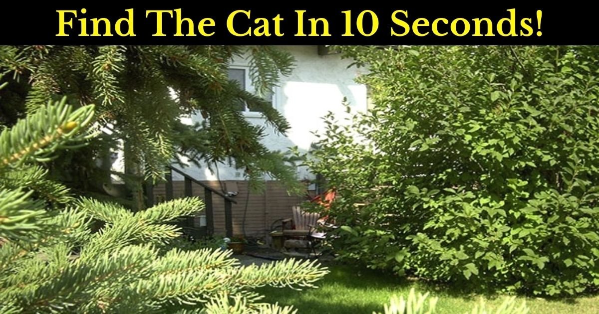 find the cat in 10 seconds 1 2.jpg?resize=412,275 - There’s A Cat Hiding In Plain Sight - But Can You See It?