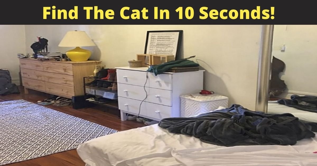 find the cat in 10 seconds 1.jpg?resize=1200,630 - Only 3% Of People Could Find The Hidden Cat In This Picture! Do You See It?