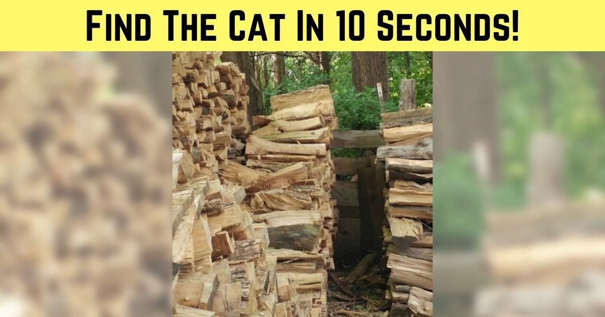 find the cat in 10 seconds 3.jpg?resize=412,232 - There Is A Cat Hiding In This Photo! Can You Find It In 10 Seconds?