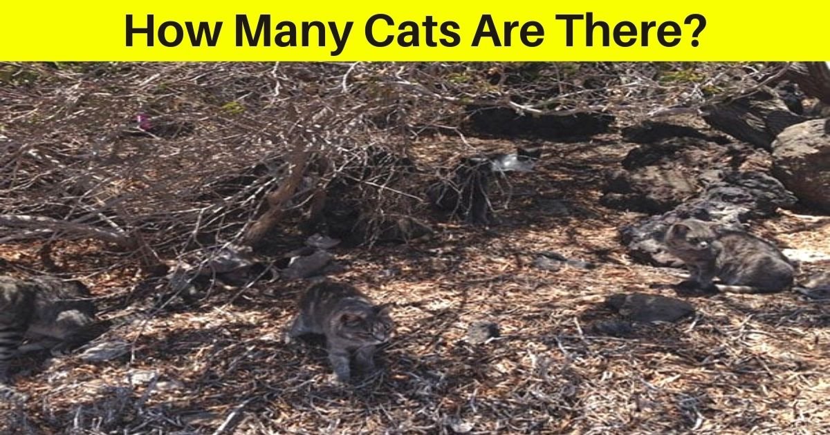 how many cats are there.jpg?resize=412,232 - How Many Cats Do You See In This Photo? 95% Of People Couldn’t Find Them All!