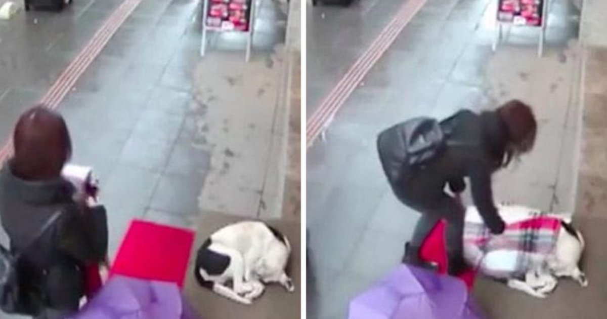 q2 39.jpg?resize=412,232 - Heart-melting Moment As Woman Sees Frozen Stray Dog & Covers Him Up With Her Scarf