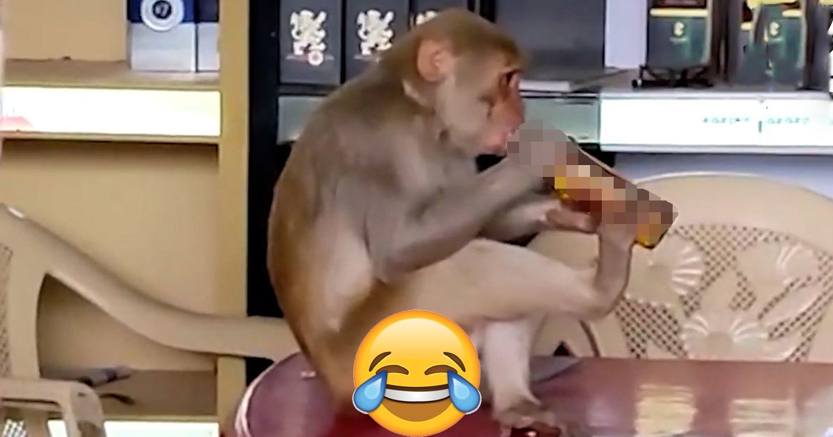 q3 43.jpg?fit=1024%2C538&ssl=1&strip=all - Planet Of The Grapes | Monkey Gets DRUNK After Swiping Wine From Liquor Store