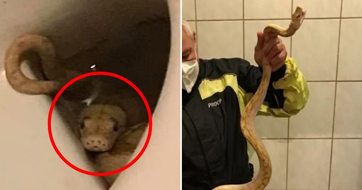 snakee.jpg?resize=1200,630 - 65-Year-Old Man Is Bitten By Neighbor's Snake While Sitting On The Toilet