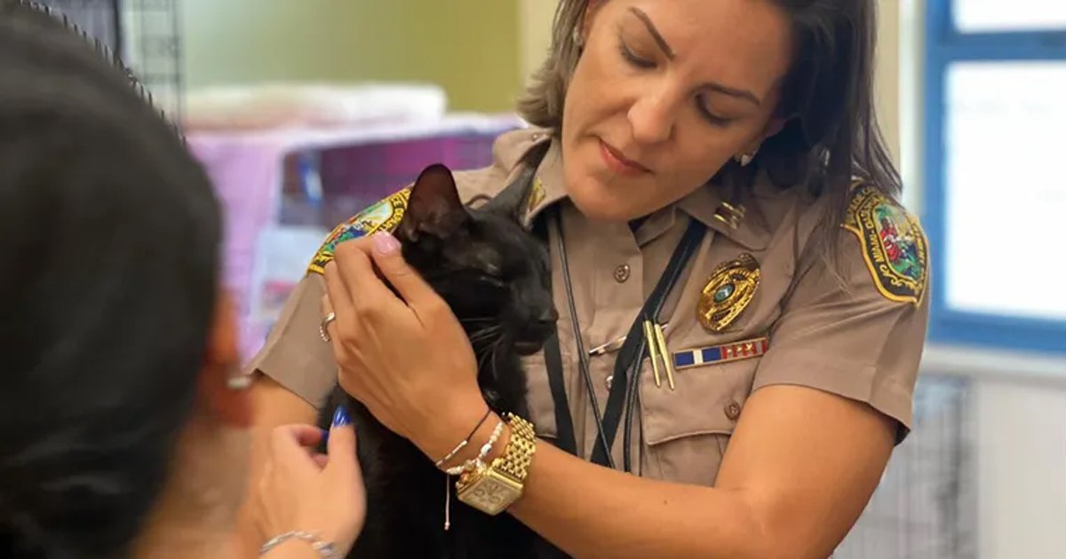 t4 63.jpg?resize=412,275 - "This Is A Miracle!"- Family Receives Surprise As Cat Found Alive From Collapsed Condo Site After 2 Weeks