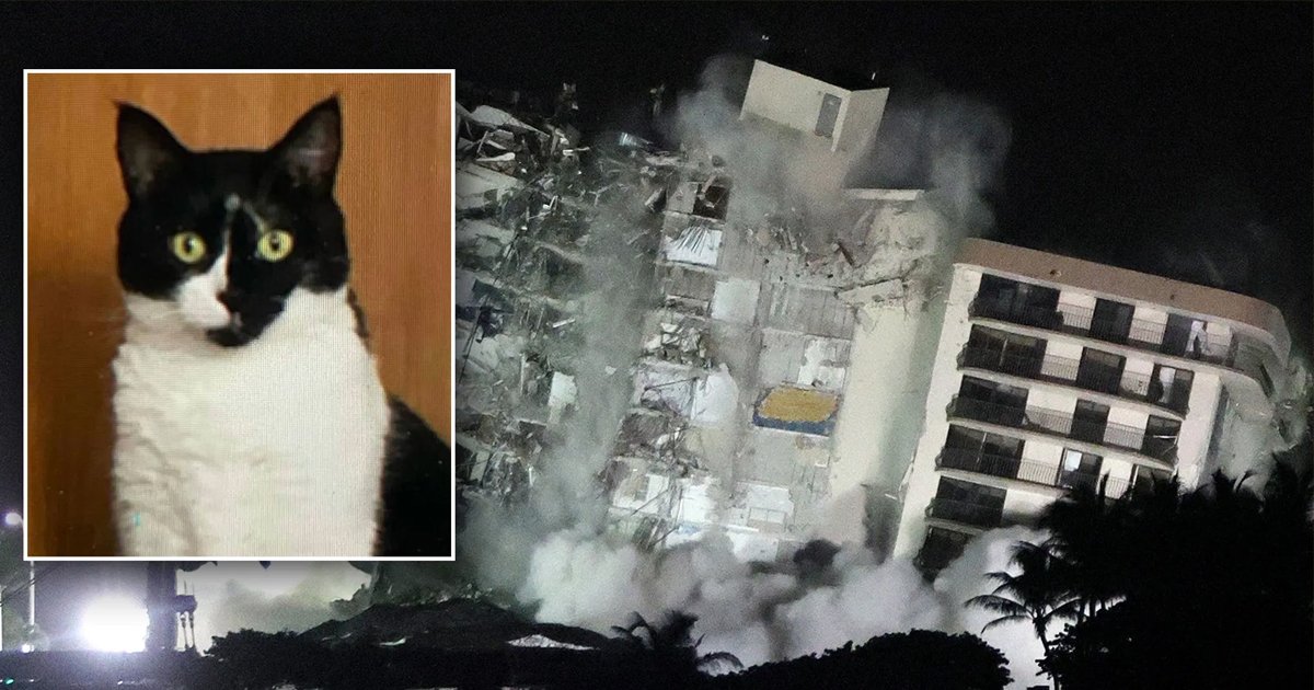 t5 61.jpg?resize=1200,630 - Judge REJECTS Emergency Petition Filed To Save Stranded Pet In Collapsed Florida Condo