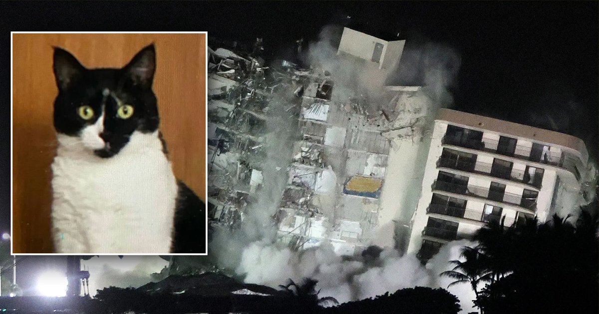 t5 61.jpg?resize=412,232 - Judge REJECTS Emergency Petition Filed To Save Stranded Pet In Collapsed Florida Condo