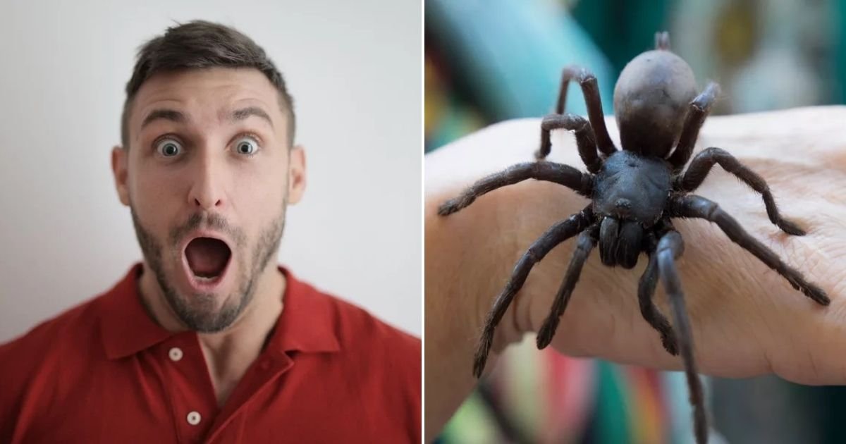 untitled design 2.jpg?resize=1200,630 - Man 'Horrified' After Girlfriend Moves Into His Home And Brings Her Pet Spider With Her