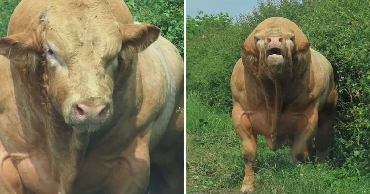 untitled design.jpg?resize=1200,630 - Terrifying Moment HUGE ‘Bully’ Bull Confronts Couple On A Country Road