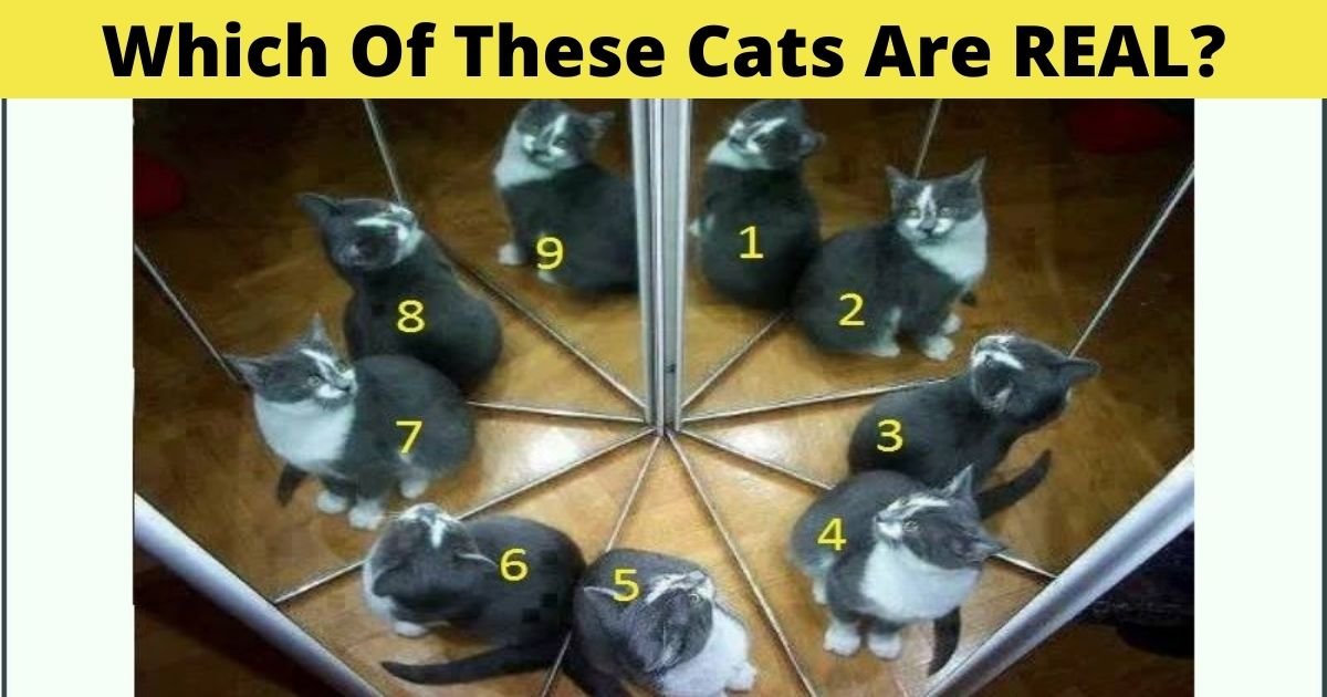 which of these cats are real.jpg?resize=1200,630 - Which Of These Cats Are Real? Take A Closer Look To Spot The Fake Ones!