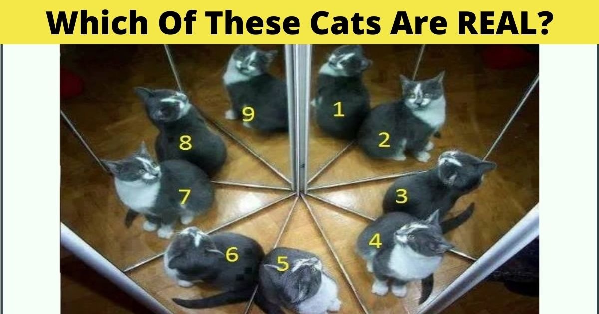 which of these cats are real.jpg?resize=412,275 - Which Of These Cats Are Real? Take A Closer Look To Spot The Fake Ones!