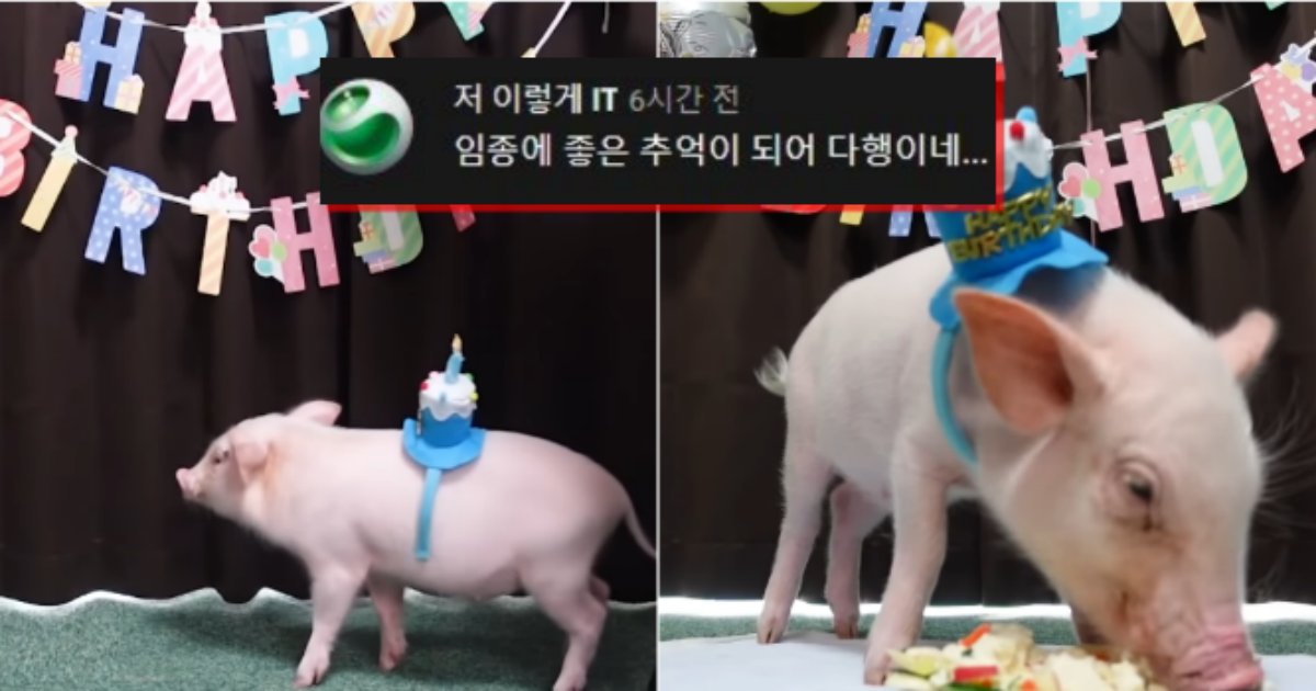 20210828164956.png?resize=1200,630 - 아기돼지 키우면서 100일 되면 바로 잡아먹겠다며 5일 남아서 파티 열어준 유튜버