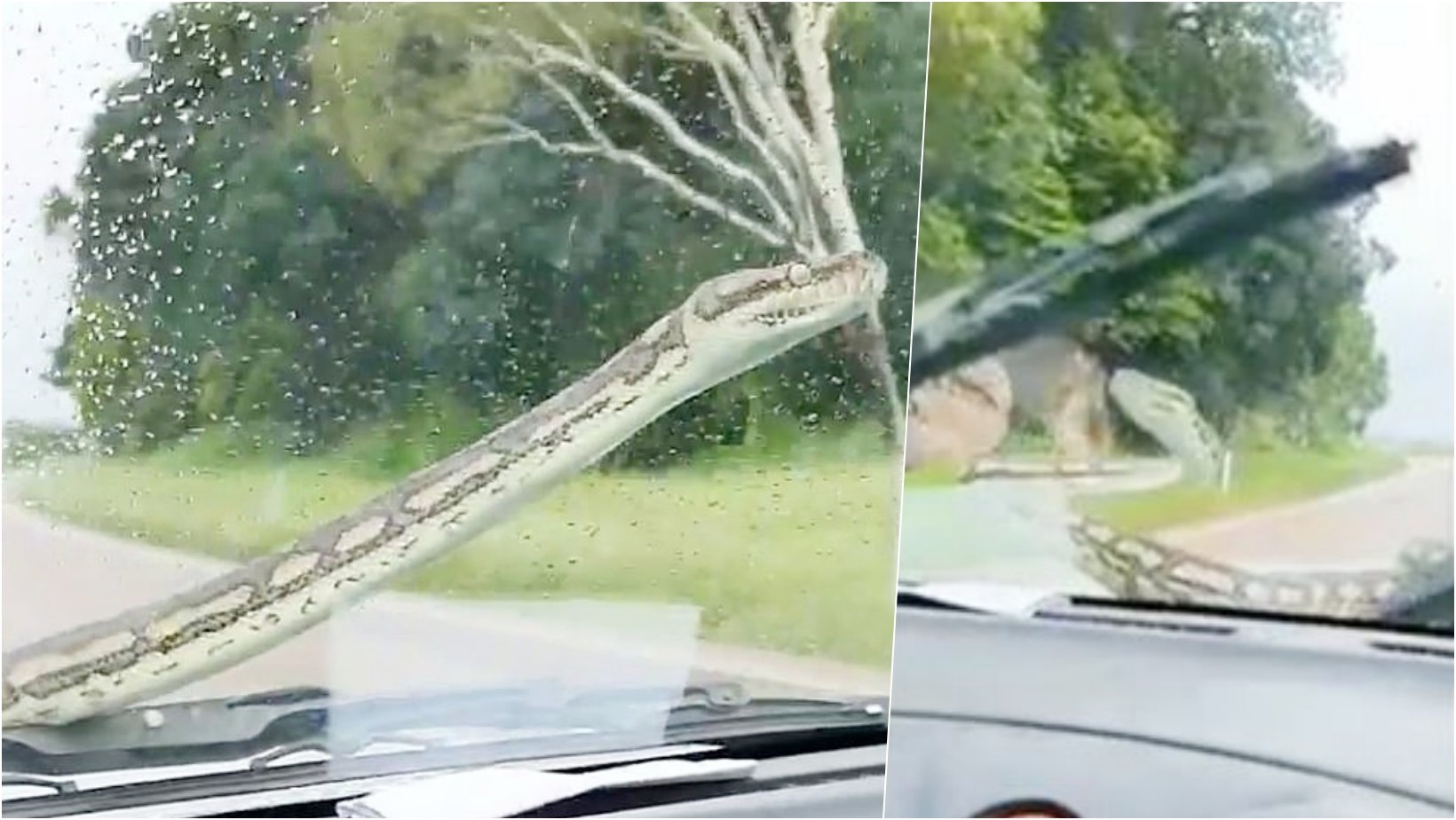 6 facebook cover 12.jpg?resize=412,275 - Couple Is Being Blasted For Using Windshield Wipers To Get Rid Of A Python