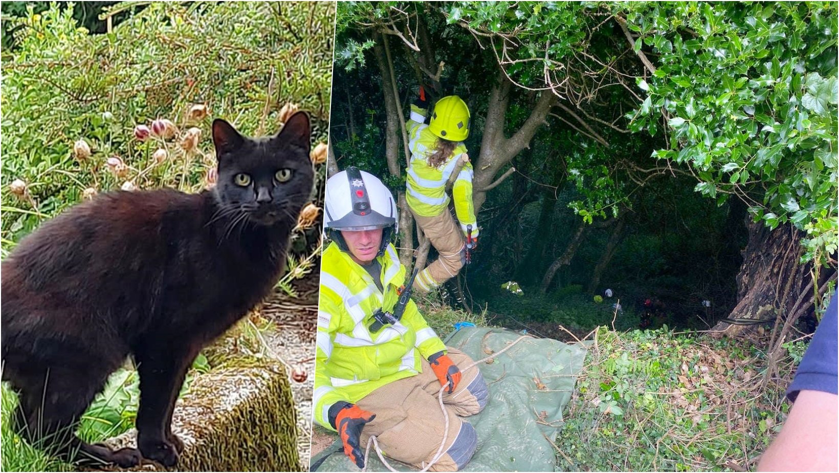 6 facebook cover 21.jpg?resize=1200,630 - Elderly Woman Helplessly Fell Into A Valley, But Her CAT Came To Her Aid & Alerted The Neighbors To Locate Her