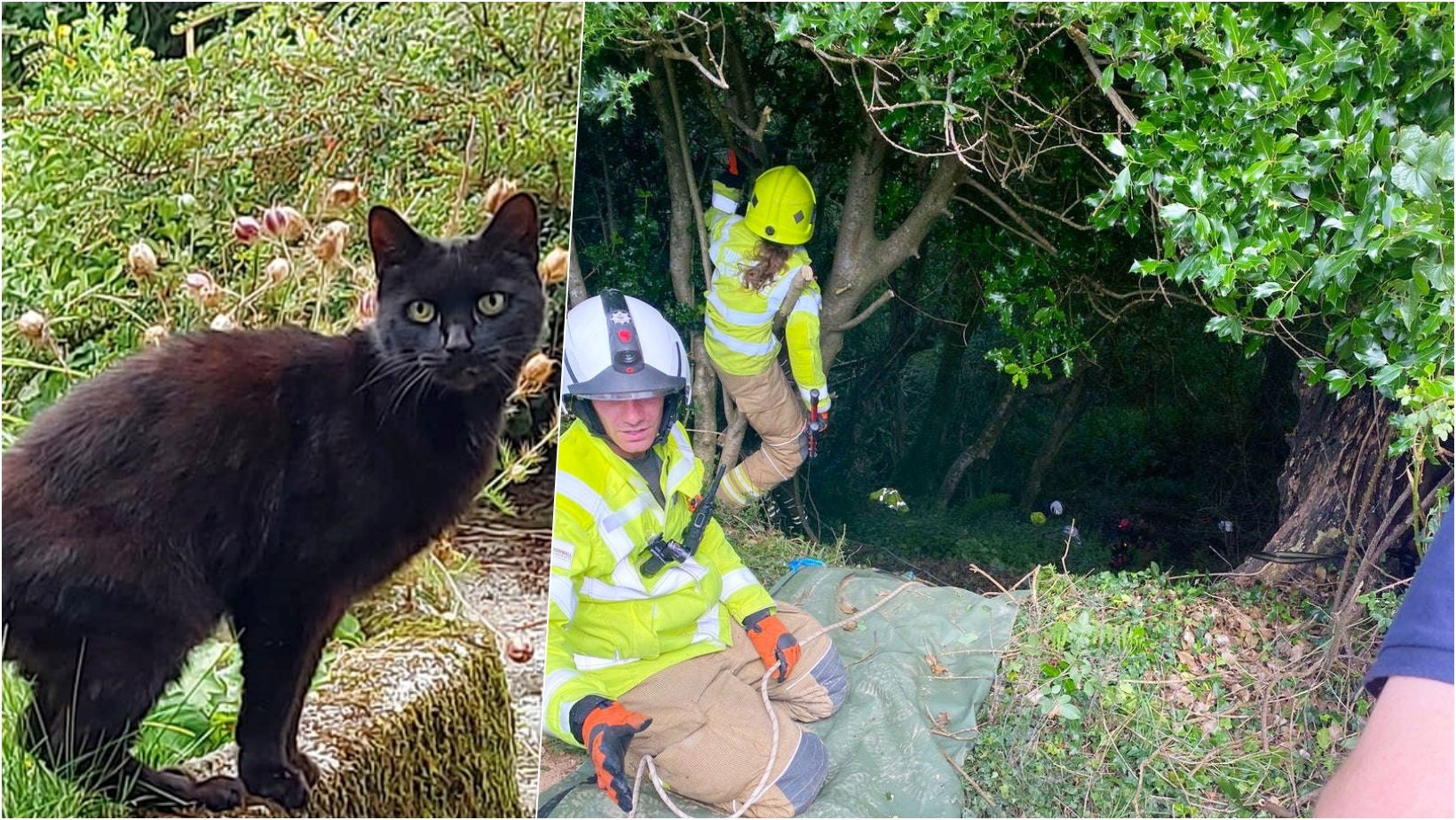 6 facebook cover 21.jpg?resize=412,275 - Elderly Woman Helplessly Fell Into A Valley, But Her CAT Came To Her Aid & Alerted The Neighbors To Locate Her