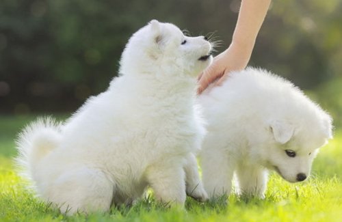 귀여운 강아지, 고양이 보면서 공부하면 학습능률 높아진다