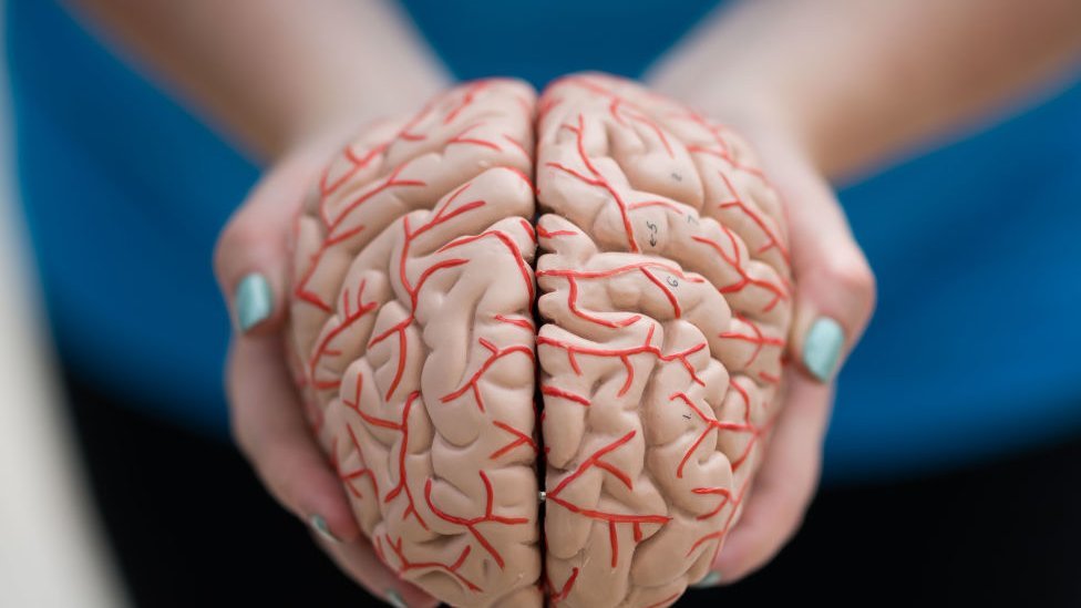 뇌발달: 인간의 두뇌를 바꿀 수 있을까? - BBC News 코리아