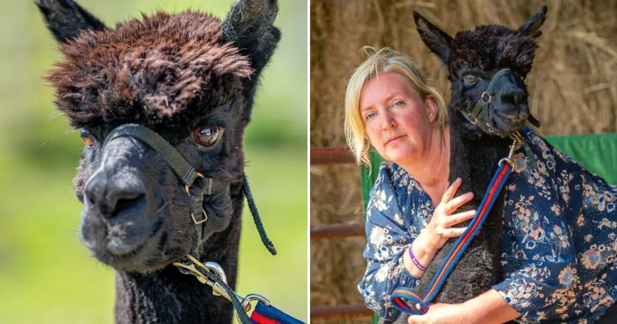 alpaca6.jpg?fit=1024%2C538&ssl=1&strip=all - Alpaca Sentenced To Death After Owner Lost Legal Attempt To Save The Animal From Execution