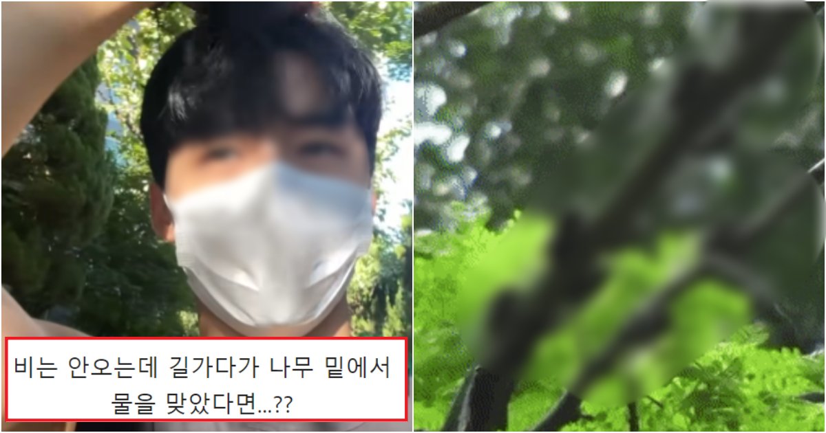 collage 201.png?resize=412,275 - 많은 사람들이 모르는, 비도 안 오는데 하늘에서 갑자기 떨어지는 물의 정체