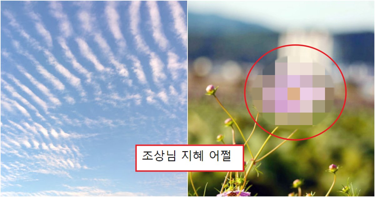 collage 205.png?resize=1200,630 - 실시간, 오늘부터 많은 한국 사람들이 놀라고 있는 이유(+사진)