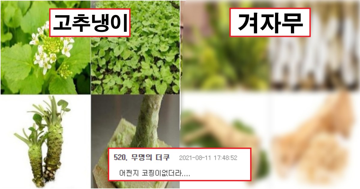 collage 310.png?resize=412,275 - '고추냉이'를 10배 저렴한 '겨자무' 넣고 거짓말 판매하다 딱 걸려버린 오뚜기