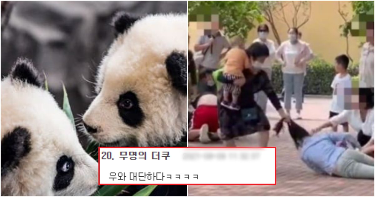 collage 477.png?resize=412,275 - 동물 앞에서 싸운 사람들.. 집단 몸싸움에 동물들이 보인 충격적인 반응(+사진)