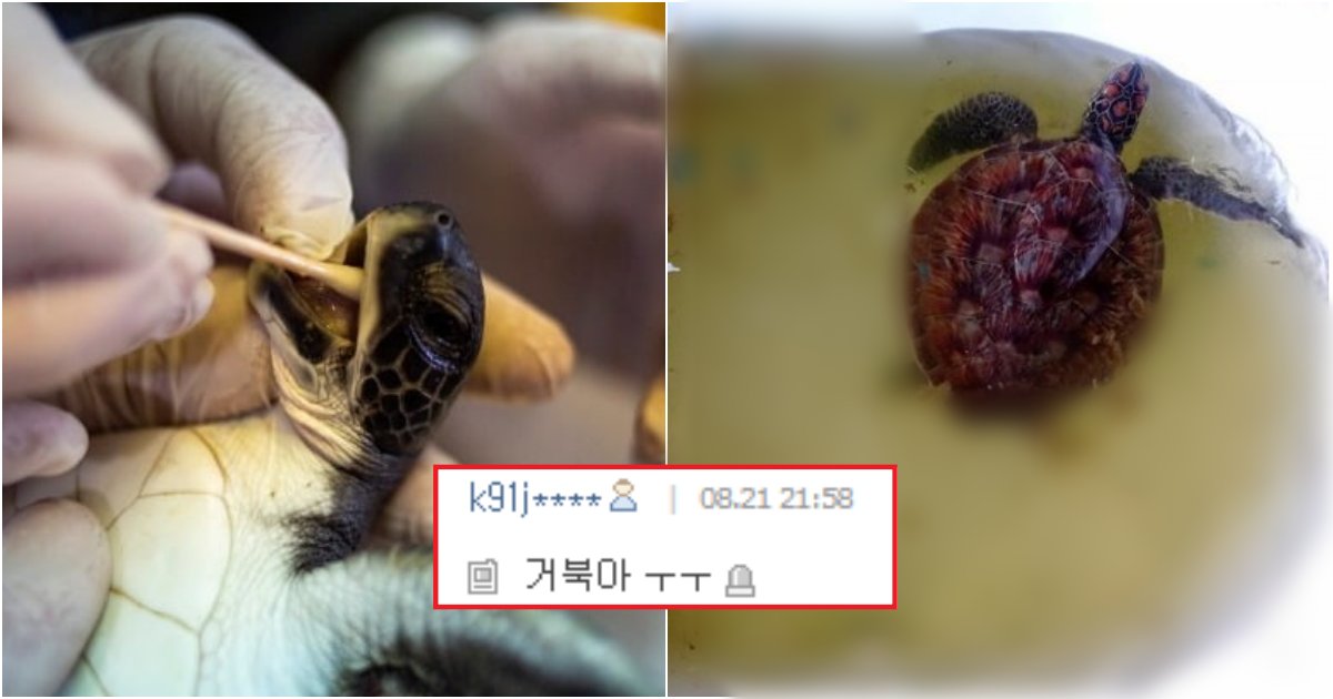 collage 617.png?resize=412,275 - 거북이가 영양실조가 걸렸는데, 뱃속에서 '이 것' 158개 나온 이유(+사진)