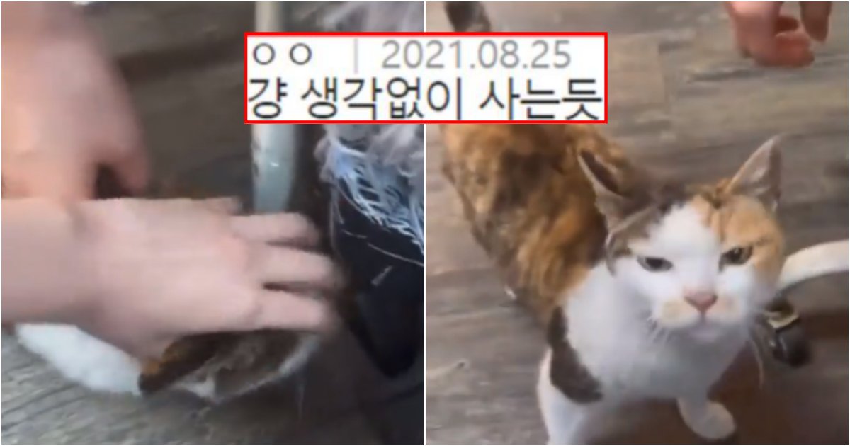 collage 751.png?resize=412,232 - 고양이 괴롭히는 영상을 당당히 올렸다며 욕 먹고 있는 에스파 윈터 영상