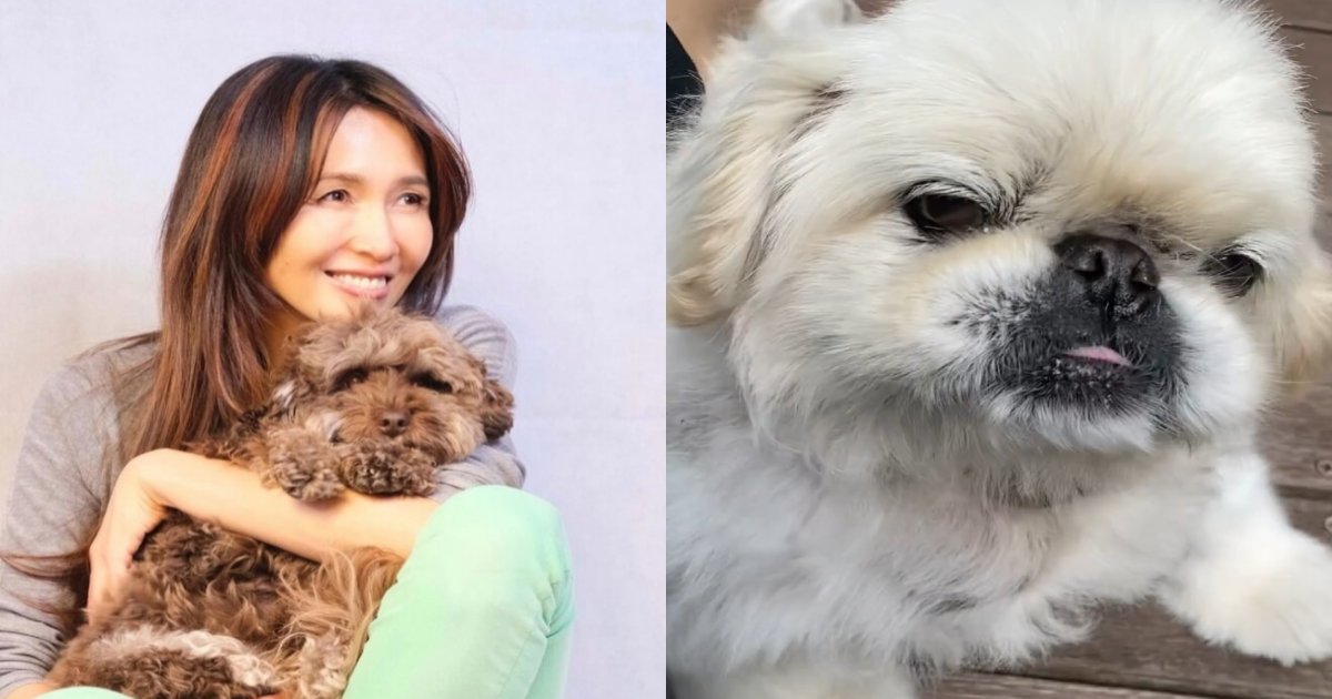 dog 1.png?resize=1200,630 - 工藤静香、犬を飼うことへの覚悟を明かし反響を呼んでいる⁉ 「その通り」と共感する声が…