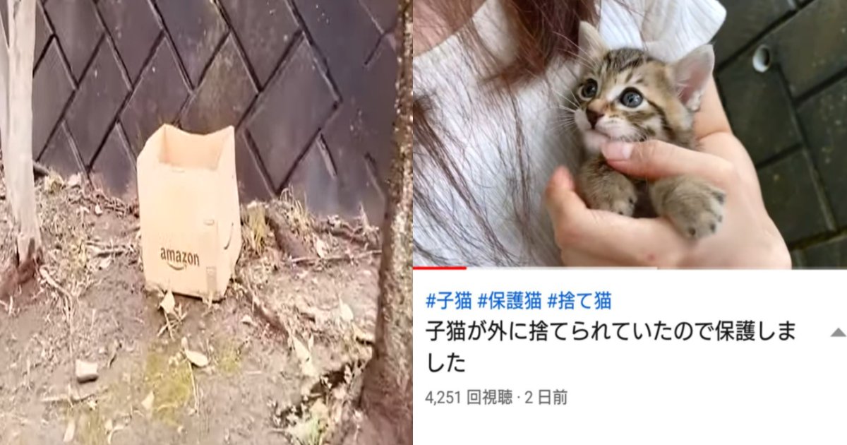 保護猫ビジネス に物議 Youtuber界で 子猫拾った 動画が多発 Hachibachi