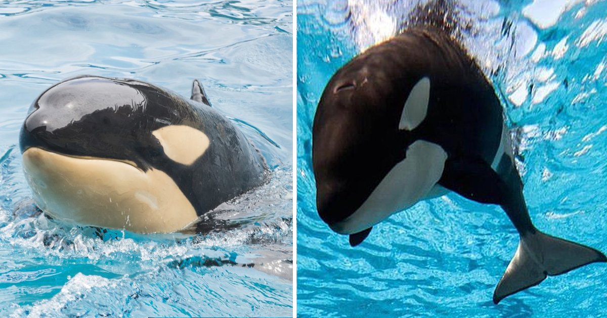 q5 25.jpg?resize=1200,630 - Youngest & Beloved Orca At SeaWorld San Diego Suddenly Passes Away
