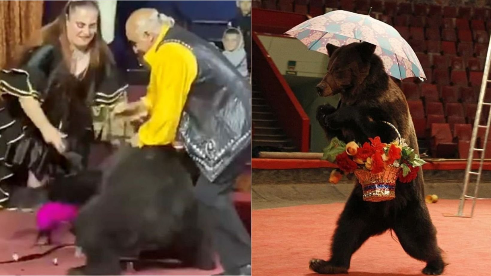 small joys thumbnail 1 2.jpg?fit=1024%2C577&ssl=1&strip=all - Terrifying Moment When Performing Bear Went Wild In Circus & Viciously Attacks Trainer