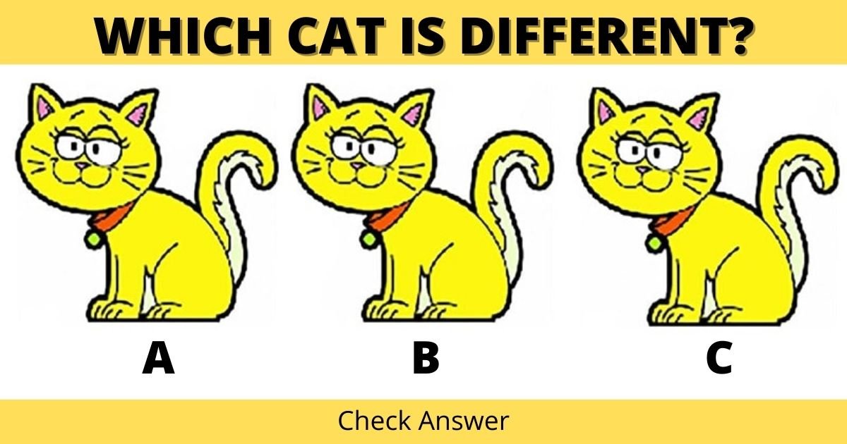 smalljoys 1 3.jpg?resize=1200,630 - Visual Puzzle: Which Cat Is Different From The Rest?