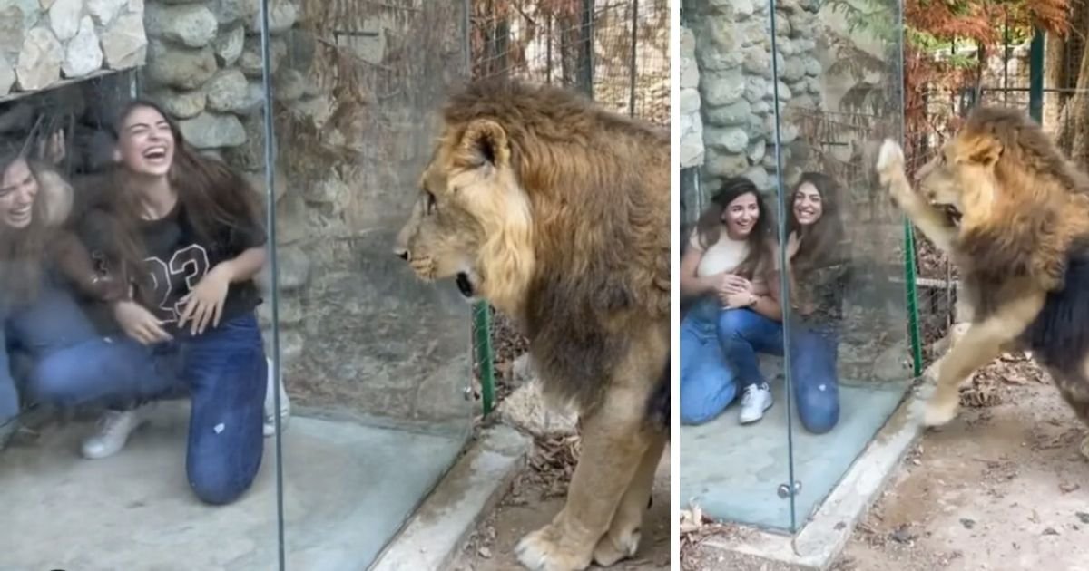 smalljoys 21.jpg?resize=1200,630 - Zoo Was Heavily Criticized For Putting Up A Glass Box So That Visitors Can Tease & Provoke A Lion Without Getting Hurt