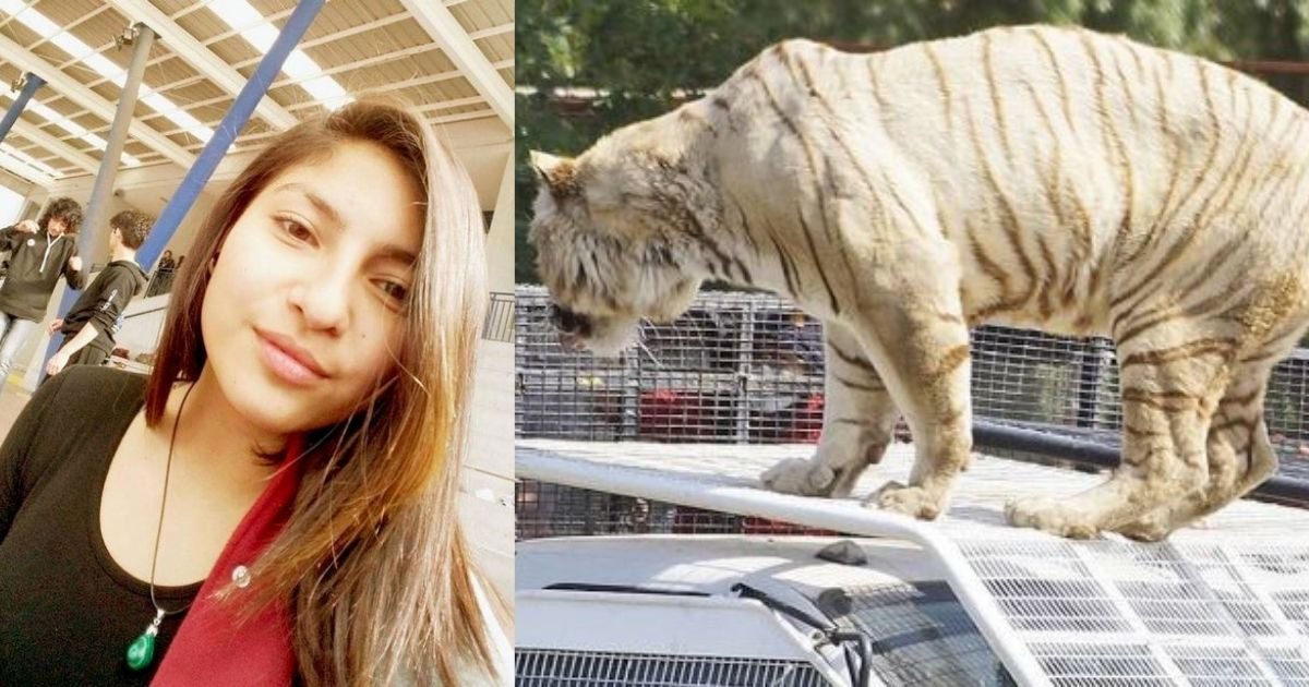 smalljoys 9.jpg?fit=1024%2C538&ssl=1&strip=all - Woman Is Mauled To Death By A Ferocious Tiger After Zookeepers Failed To Warn Her That The Cage Door Was Open